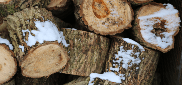 6 Ways to Prepare Your Trees for Winter